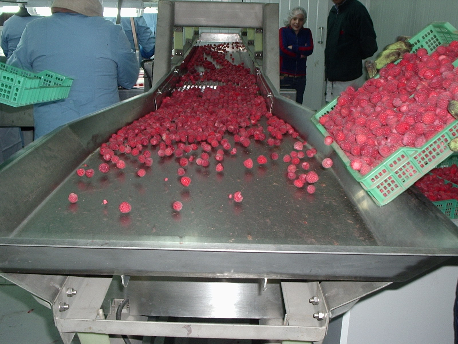 Alimentador mesas selección frambuesas